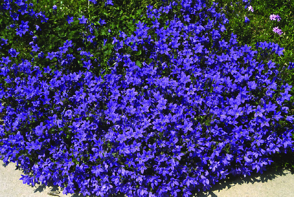 campanula birch hybrid