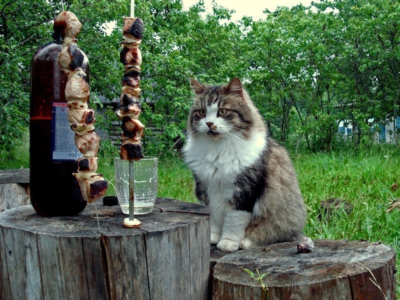 Коты на даче прикольные картинки