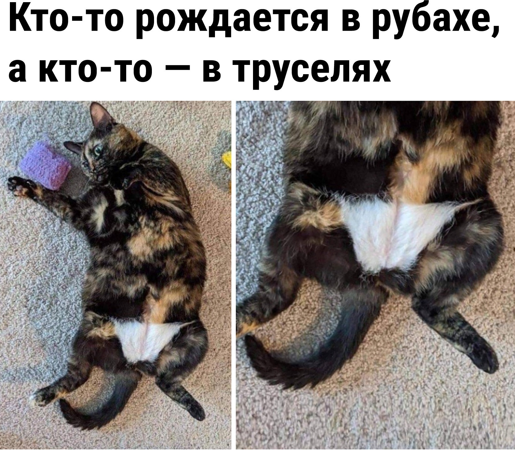 Приколы с котами 2022