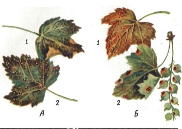 Болезни Черной Смородины И Их Лечение Фото