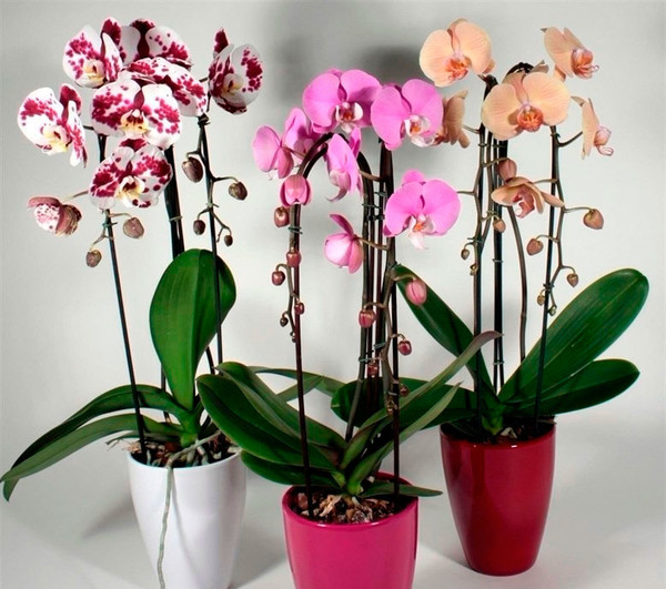 Комнатное растение Фаленопсис (Phalenopsis)