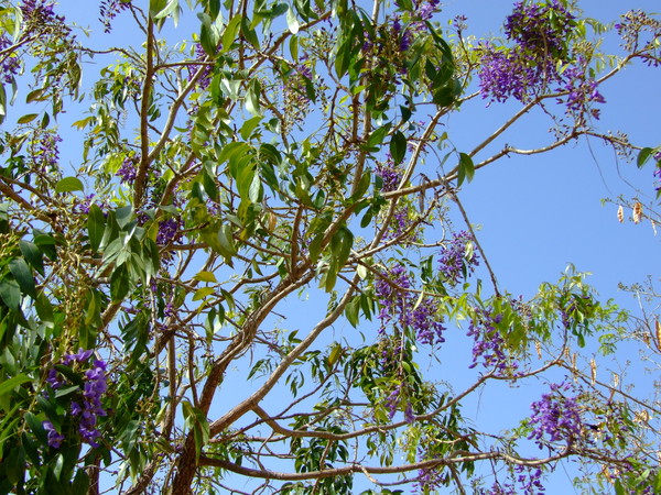 Болюсантус изящный, Африканская глициния  
Bolusanthus speciosus
Семейство: Бобовые / Стручковые / Мотыльковые (Faboideae / Leguminosae / Papilionaceae)
Происхождение: Южная Африка

