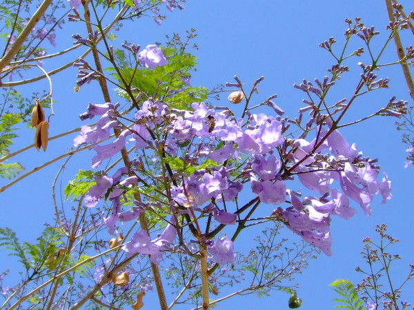 Жакаранда мимозолистная
Jacaranda mimosifolia, Jacaranda mimosafolia, Jacaranda acutefolia
Семейство: Бигнониевые (Bignoniaceae)
Происхождение: Центральная Америка

