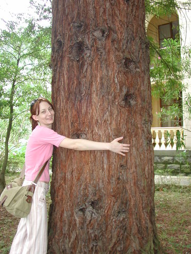 Фото Красное дерево, Абхазия, — Фото@Mail.Ru