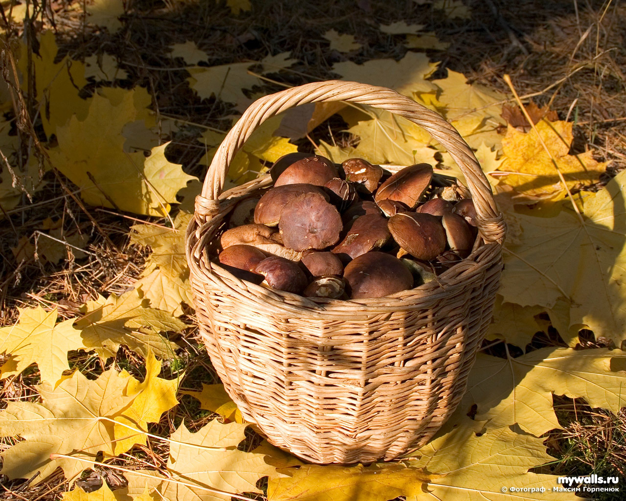 1 mushrooms to gather in autumn