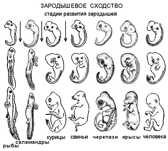 Стадии развития зародыша рисунки. Стадии развития зародыша эмбриона человека. Стадии зародышевого развития человека. Этапы формирования зародыша человека. Стадия эмбрионального развития плода.