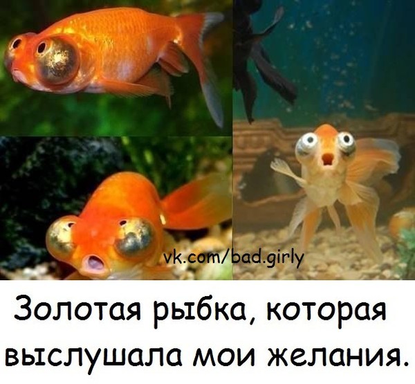 Золотая рыбка картинка смешная, пятница