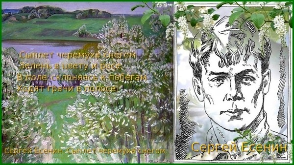 Сергей Есенин — Сыплет черемуха снегом...