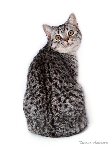 Шотландская кошка прямоухая серая (55 фото)