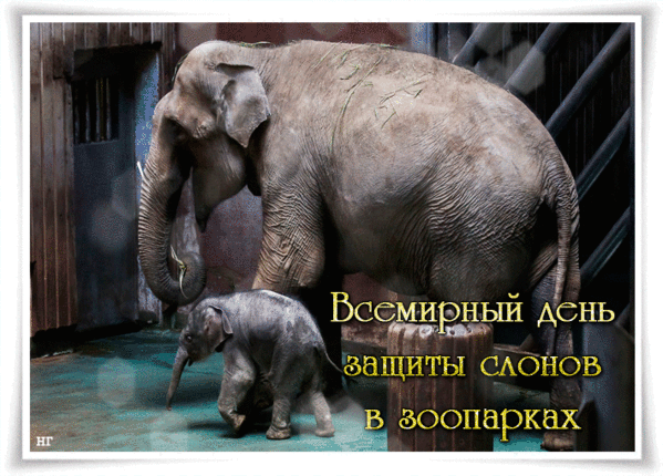 20 июня 2019 г. Всемирный день защиты слонов 20 июня. День защиты слонов в зоопарках 20 июня. Всемирный день защиты слонов в зоопарках. День слонов в зоопарке.