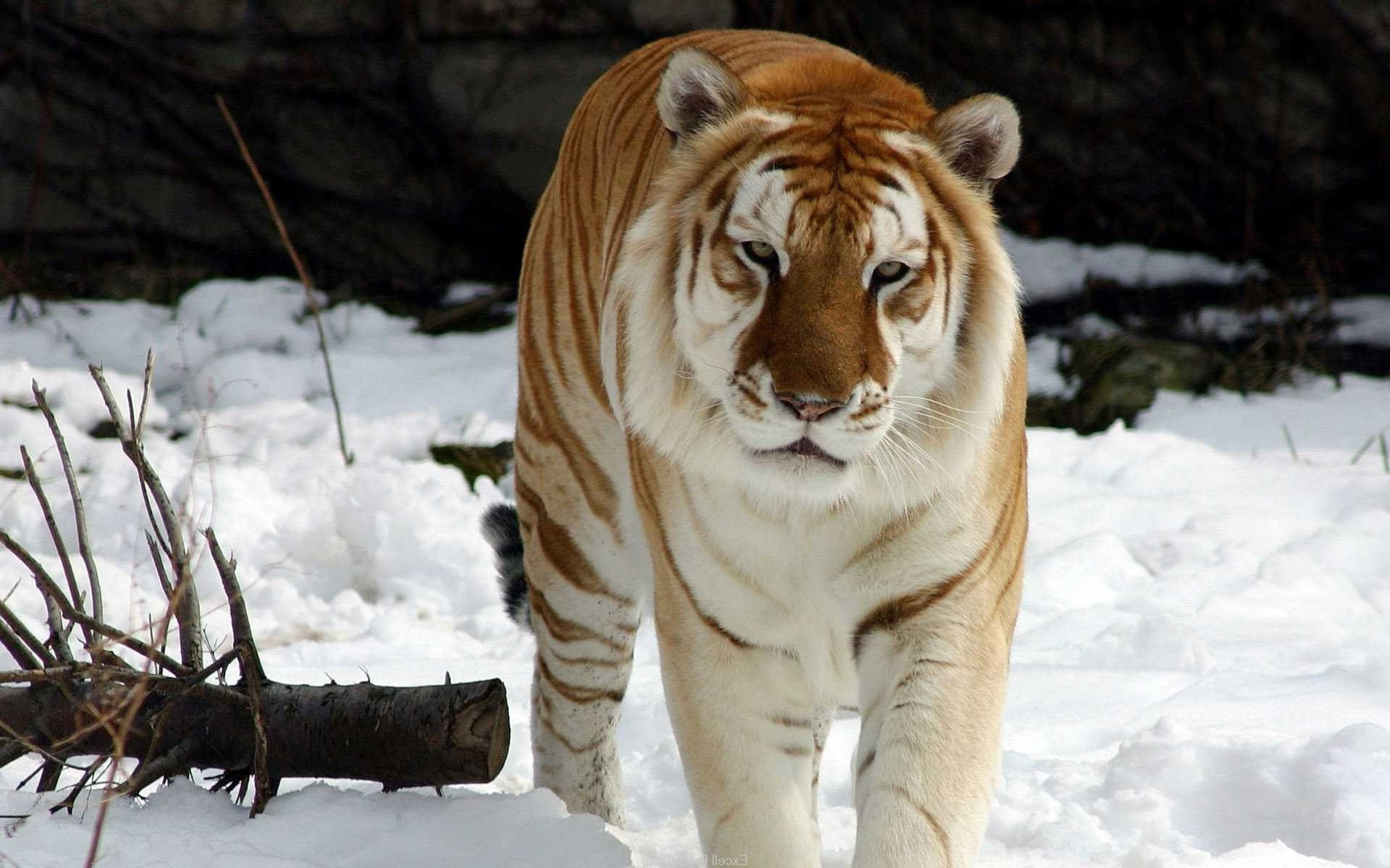 Golden tiger