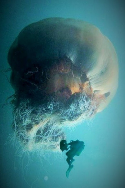 Самые опасные медузы в мире: их яд лишает жизни за 5 минут - sauna-ernesto.ru