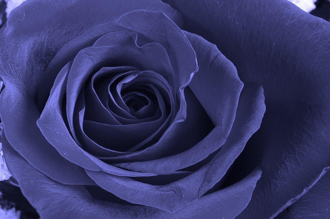 Бывают фиолетовые розы