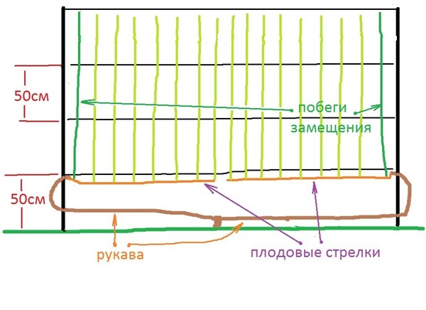 Схемы посадки винограда расстояние между кустами